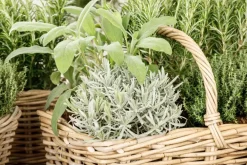 Lavandula (Lavendel)