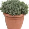 Lavandula (Lavendel)