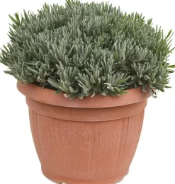 Lavandula (Lavendel)