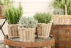 Lavandula (Lavendel)