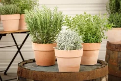 Lavandula (Lavendel)