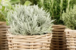 Lavandula (Lavendel)