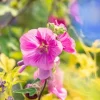Lavatera 'Burgundy Wine' (Lavatera)