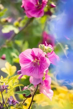 Lavatera 'Burgundy Wine' (Lavatera)