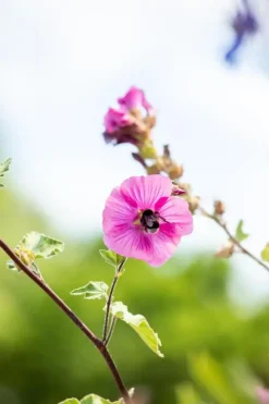 Lavatera 'Burgundy Wine' (Lavatera)