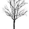 Lemax butternut tree, large boom 2016