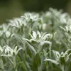 Leontopodium (Edelweiss)