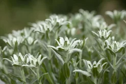 Leontopodium (Edelweiss)