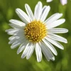 Leucanthemum vulgare (Gewone Martgriet)