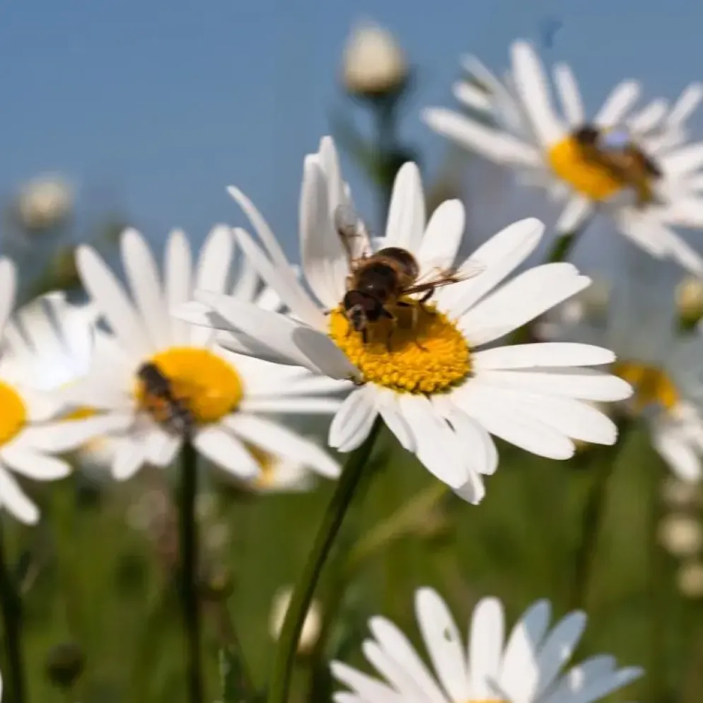 Leucanthemum vulgare (Gewone Martgriet)
