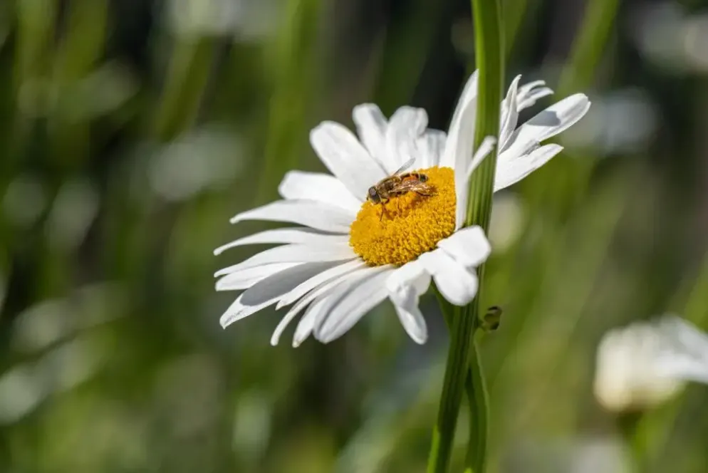Leucanthemum vulgare (Gewone Martgriet)
