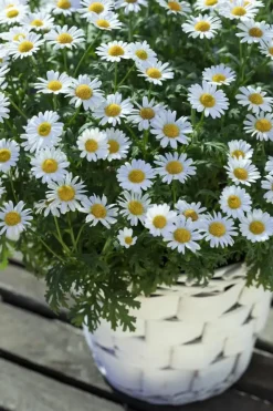 Leucanthemum vulgare (Gewone Martgriet)