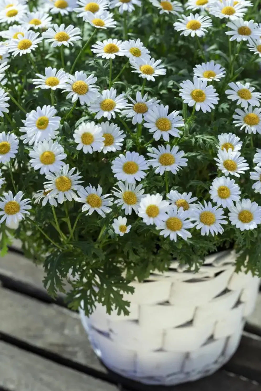 Leucanthemum vulgare (Gewone Martgriet)