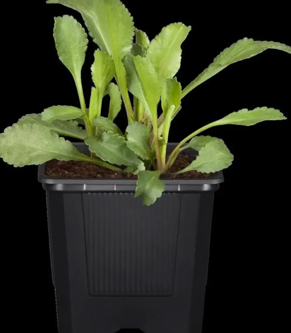 Leucanthemum vulgare (Gewone Martgriet)