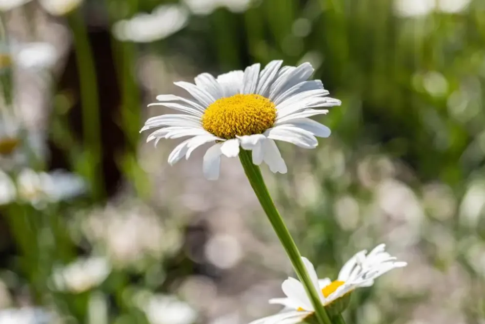 Leucanthemum vulgare (Gewone Martgriet)