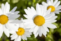 Leucanthemum vulgare (Gewone Martgriet)