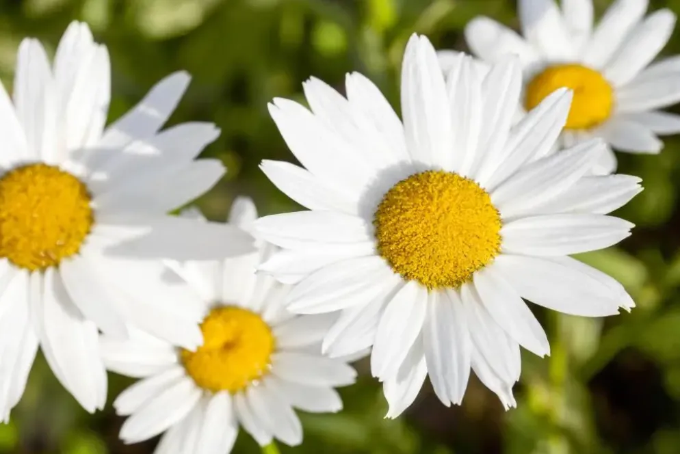 Leucanthemum vulgare (Gewone Martgriet)