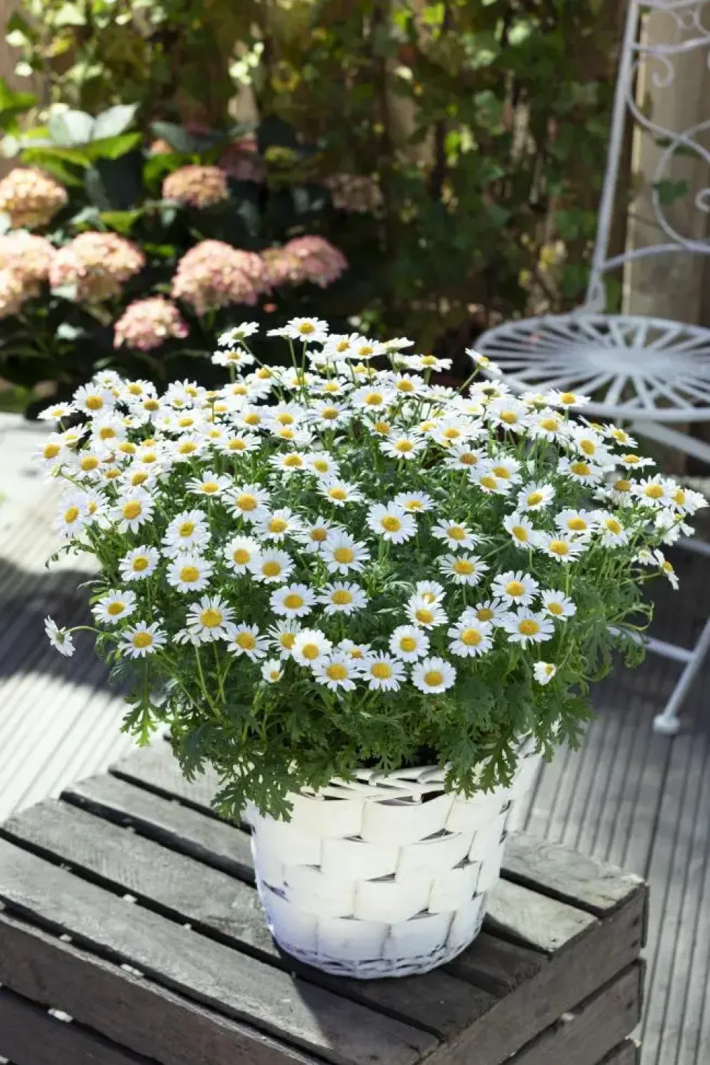 Leucanthemum vulgare (Gewone Martgriet)