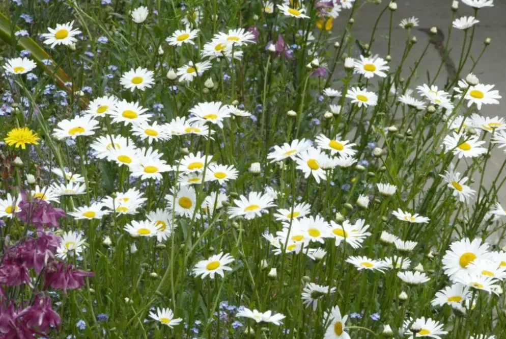 Leucanthemum vulgare (Gewone Martgriet)