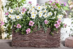 Leucanthemum vulgare (Gewone Martgriet)
