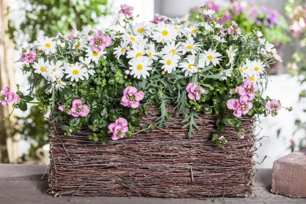 Leucanthemum vulgare (Gewone Martgriet)