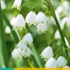 Leucojum Gravetye Giant 3 stuks