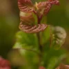 Leucothoe axillaris 'Curly Red'® (Leucothoe 'Curly Red')