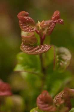 Leucothoe axillaris 'Curly Red'® (Leucothoe 'Curly Red')