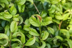 Leucothoe axillaris 'Curly Red'® (Leucothoe 'Curly Red')
