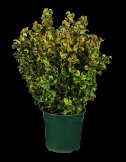 Leucothoe axillaris 'Curly Red'® (Leucothoe 'Curly Red')