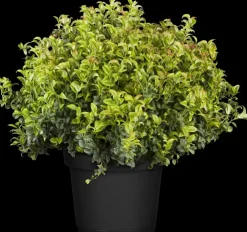 Leucothoe axillaris 'Curly Red'® (Leucothoe 'Curly Red')