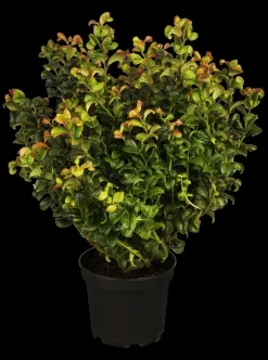 Leucothoe axillaris 'Curly Red'® (Leucothoe 'Curly Red')