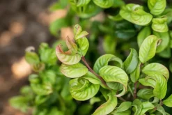 Leucothoe axillaris 'Curly Red'® (Leucothoe 'Curly Red')