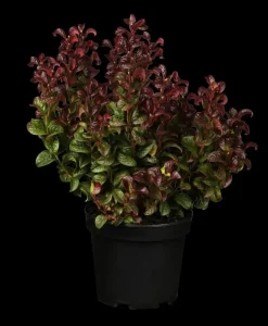 Leucothoe axillaris 'Curly Red'® (Leucothoe 'Curly Red')