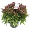 Leucothoe axillaris 'Zeblid' (Druifheide 'Zeblid')