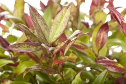 Leucothoe axillaris 'Zeblid' (Druifheide 'Zeblid')