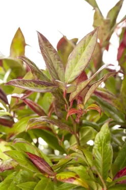 Leucothoe axillaris 'Zeblid' (Druifheide 'Zeblid')