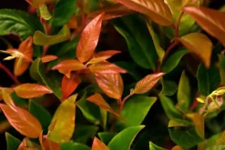 Leucothoe axillaris 'Zeblid' (Druifheide 'Zeblid')