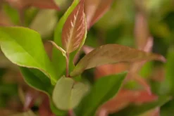 Leucothoe axillaris 'Zeblid' (Druifheide 'Zeblid')