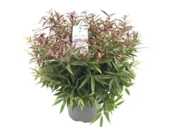 Leucothoe keiskei 'Burning Love' (Druifheide 'Burning Love')
