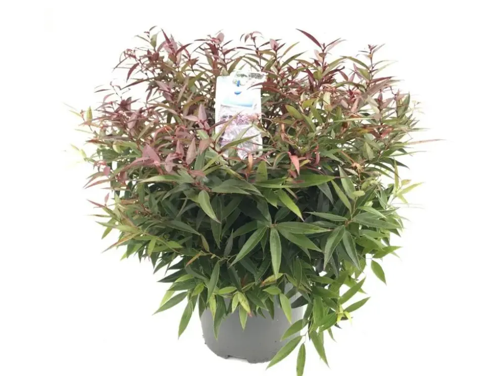 Leucothoe keiskei 'Burning Love' (Druifheide 'Burning Love')
