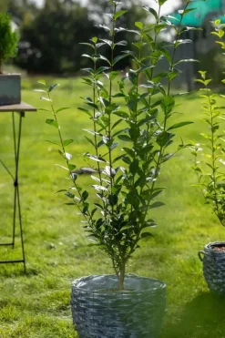 Ligustrum ovalifolium (Tongkruiskruid)
