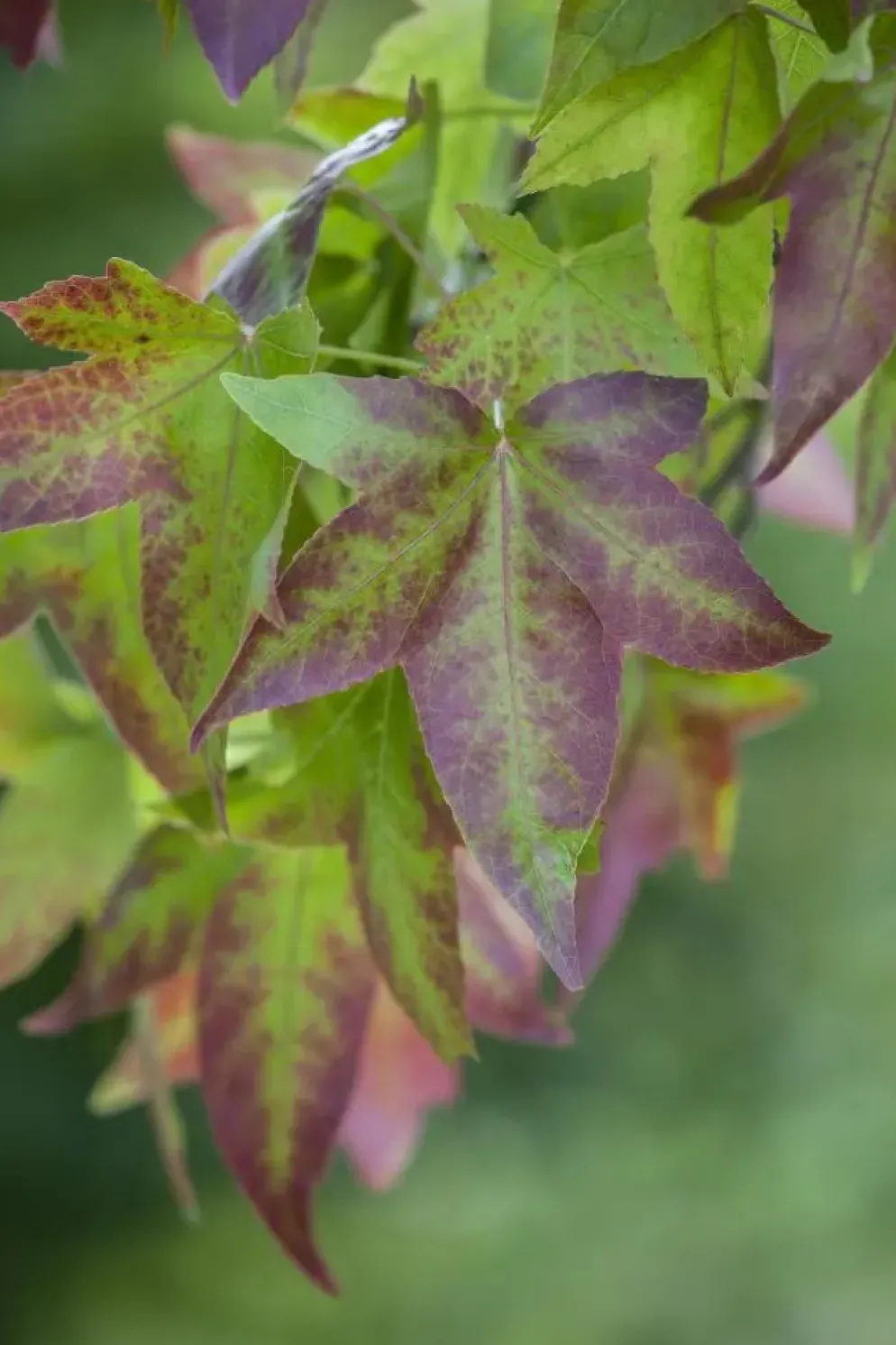 Liquidambar styraciflua (Amberboom)