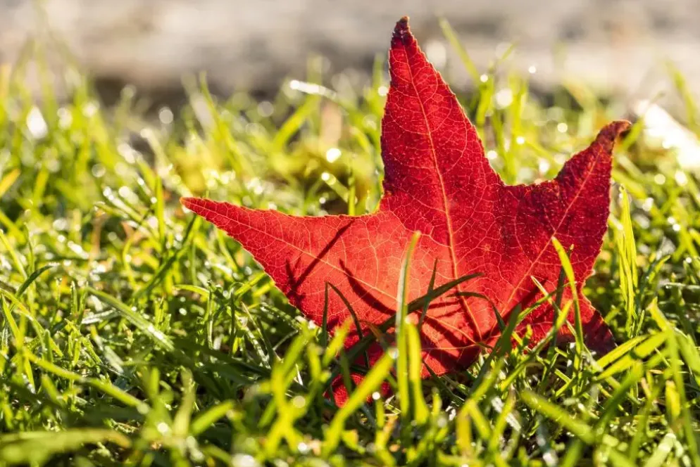 Liquidambar styraciflua (Amberboom)