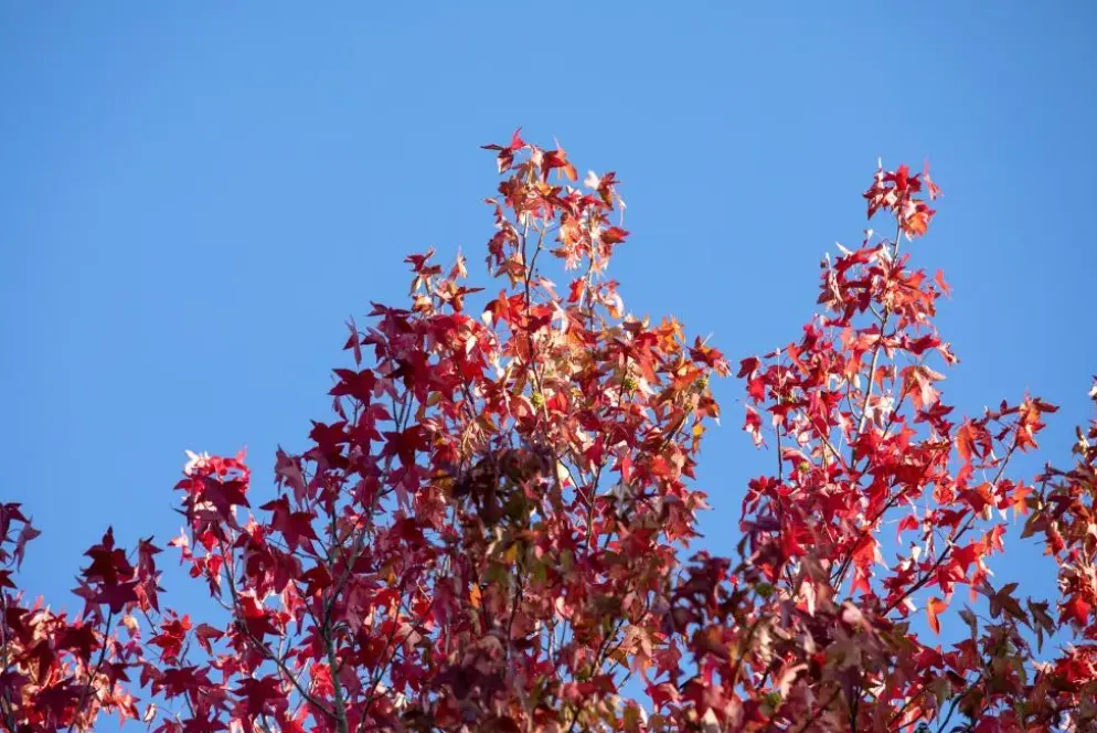 Liquidambar styraciflua (Amberboom)