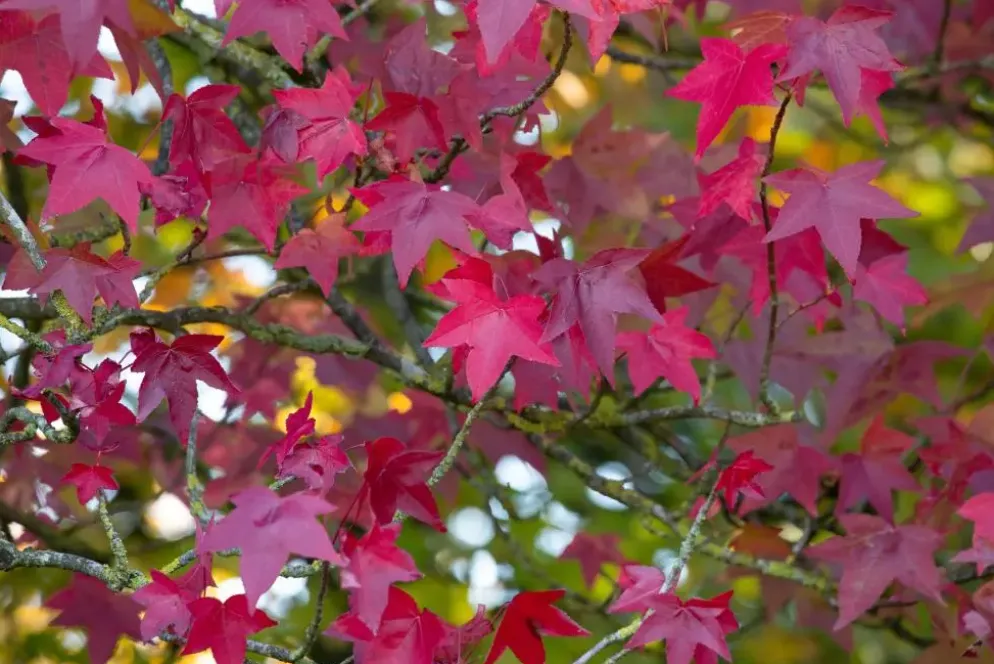 Liquidambar styraciflua (Amberboom)