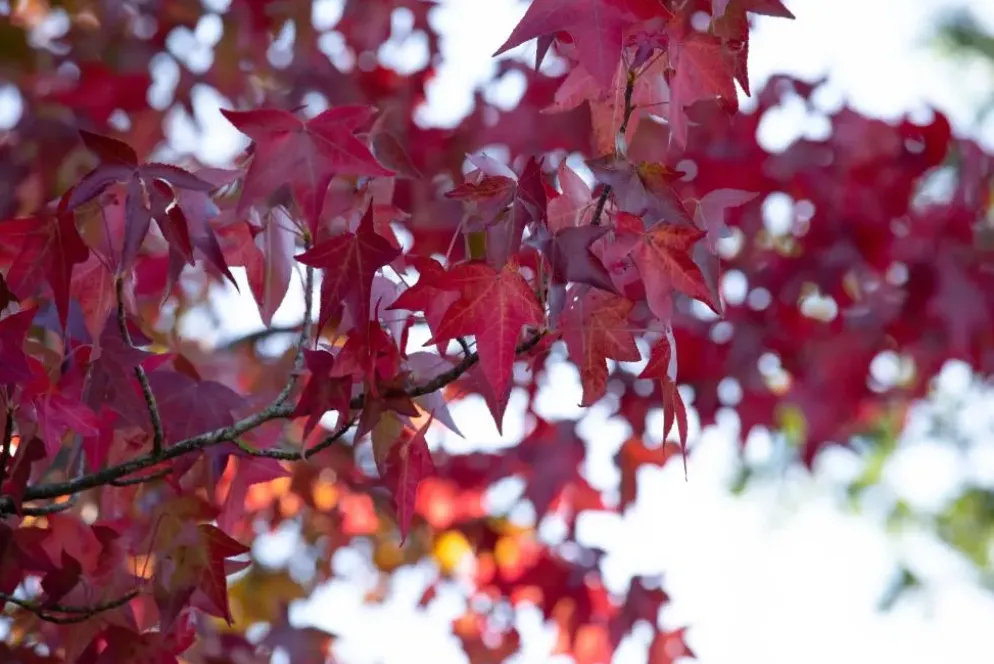 Liquidambar styraciflua (Amberboom)