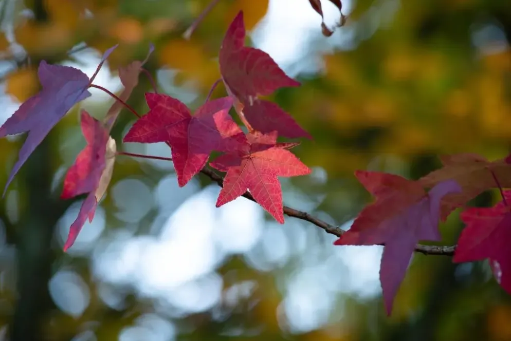 Liquidambar styraciflua (Amberboom)