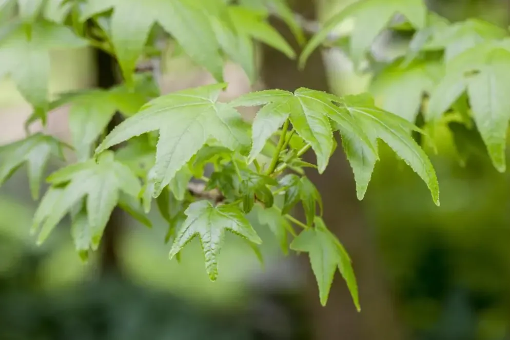 Liquidambar styraciflua (Amberboom)