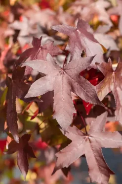 Liquidambar styraciflua (Amberboom)